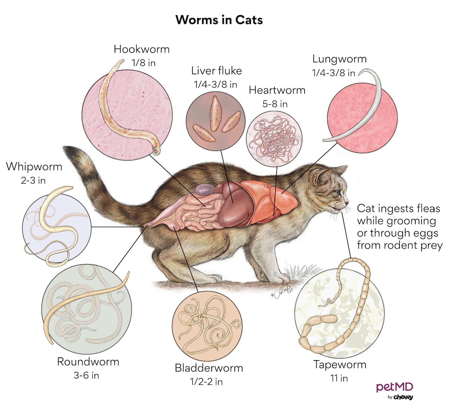 worms in cats; a diagram of the different locations of worms in cats.